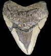 Bargain Megalodon Tooth - North Carolina #38694-1